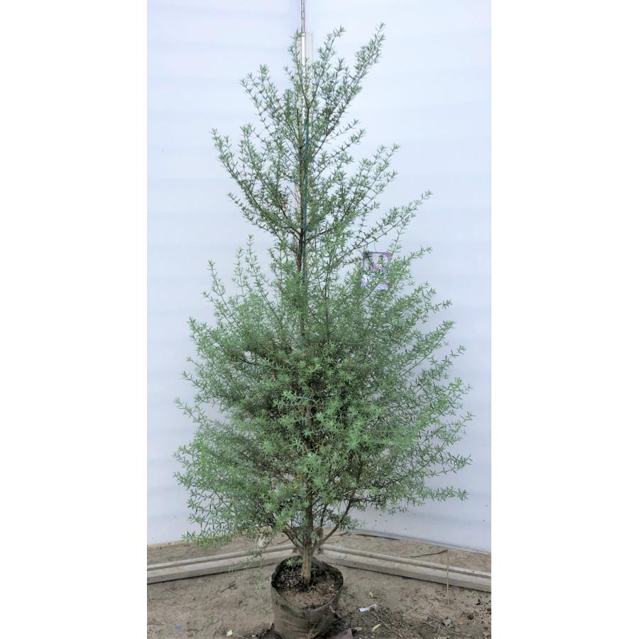 四季咲きウエストリンギア 約1 7m 現品発送 特大植木苗木 オーストラリアンローズマリー 常緑樹 送料無料 ringia1715 大福樹苗園 通販 Yahoo ショッピング