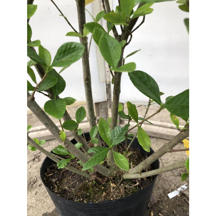 八重咲きクチナシ 株立ち 約1.1m 現品発送 特大株 大苗植木苗木