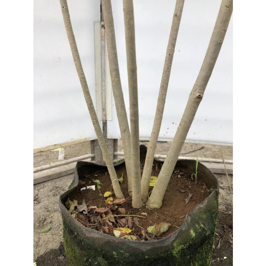 シマトネリコ　５本株立ち　約２m　現品発送　美樹形株　特大株　植木苗木　シンボルツリー　常緑樹　送料無料 