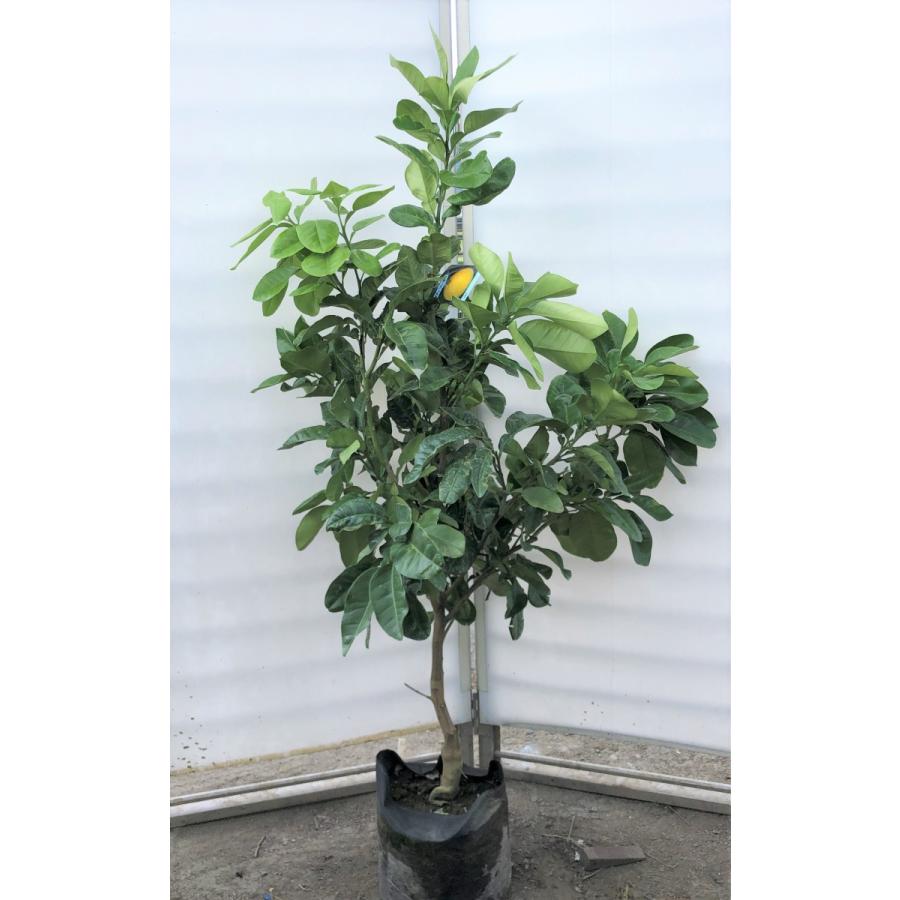 みかんの木　ザボン　晩白柚　約1.4ｍ　現品発送　特大株　植木苗木　バンペイユ　蜜柑の木　果樹　ミカンの苗木　送料無料