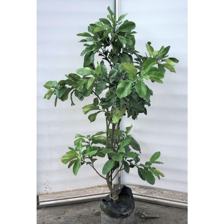 みかんの木　ザボン　晩白柚　約1.4ｍ　現品発送　特大株　植木苗木　バンペイユ　蜜柑の木　果樹　ミカンの苗木　送料無料 W1159984040(11037円)