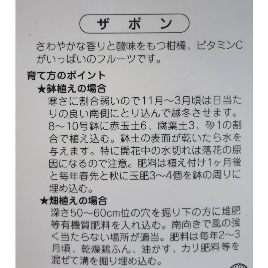 みかんの木　ザボン　晩白柚　約1.4ｍ　現品発送　特大株　植木苗木　バンペイユ　蜜柑の木　果樹　ミカンの苗木　送料無料 W1159984040(11037円)
