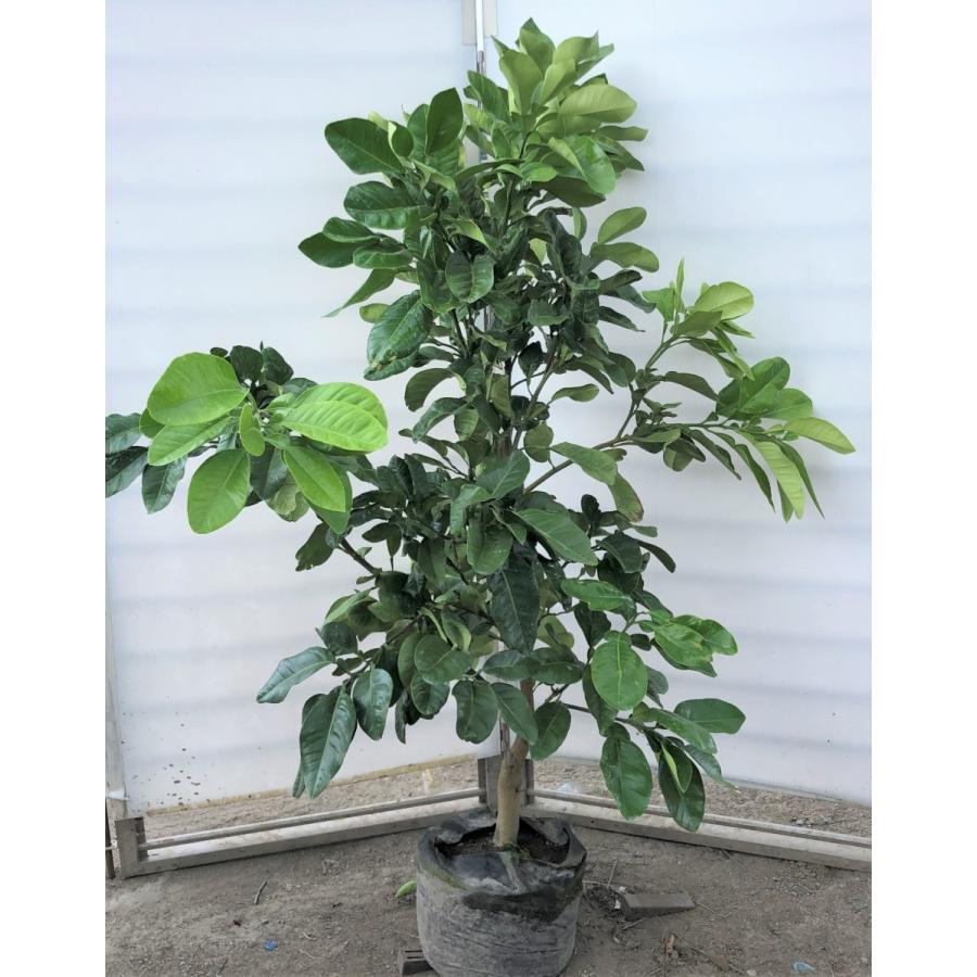 みかんの木　ザボン　晩白柚　約1.4ｍ　現品発送　特大株　植木苗木　バンペイユ　蜜柑の木　果樹　ミカンの苗木　送料無料(11037円)