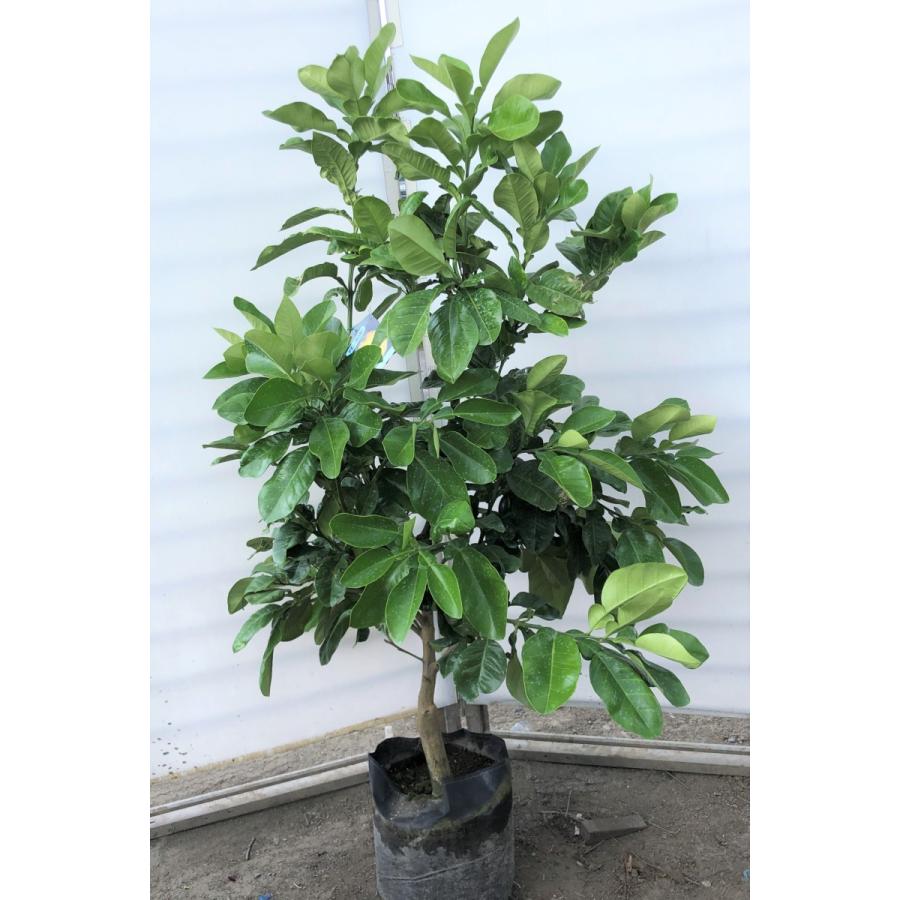 みかんの木　ザボン　晩白柚　約1.4ｍ　現品発送　特大株　植木苗木　バンペイユ　蜜柑の木　果樹　ミカンの苗木　送料無料(11037円)