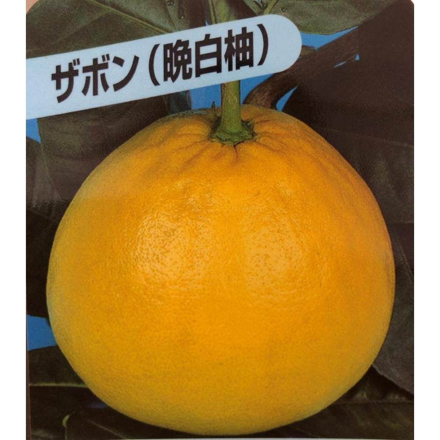 みかんの木　ザボン　晩白柚　約1.4ｍ　現品発送　特大株　植木苗木　バンペイユ　蜜柑の木　果樹　ミカンの苗木　送料無料 