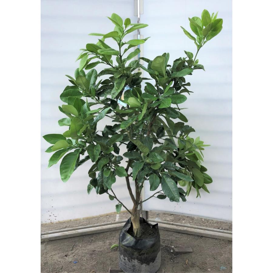 みかんの木　ザボン　晩白柚　約1.4ｍ　現品発送　特大株　植木苗木　バンペイユ　蜜柑の木　果樹　ミカンの苗木　送料無料(11037円)
