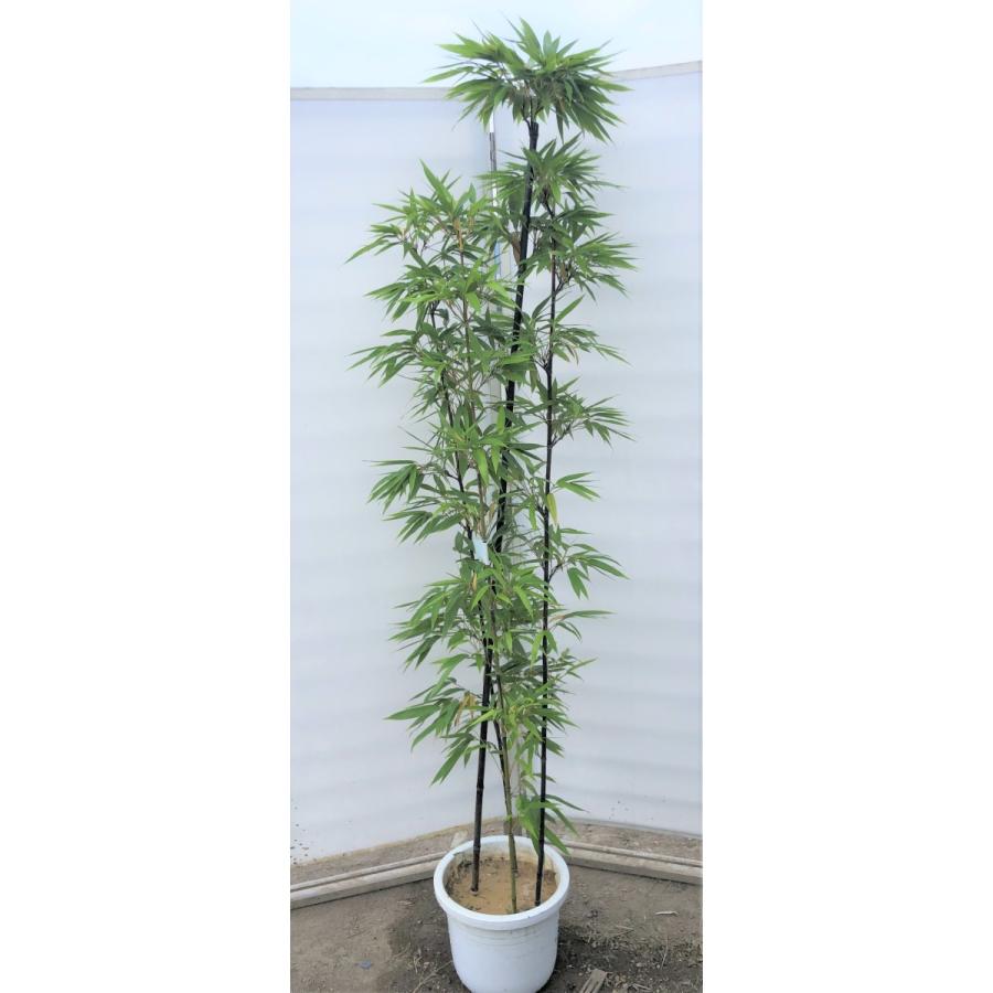 芽黒竹 – 黒竹 剪定 鉢植え – KASI