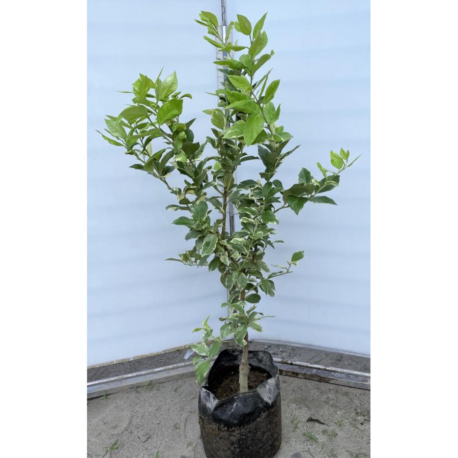レモンの木　ピンクレモネード　約1.3ｍ　現品発送　植木苗木　班入り檸檬の木　ピンクレモン　送料無料