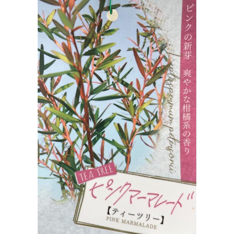 ティーツリー ピンクママレード 約1.6m 現品発送 特大植木苗木 レモン 