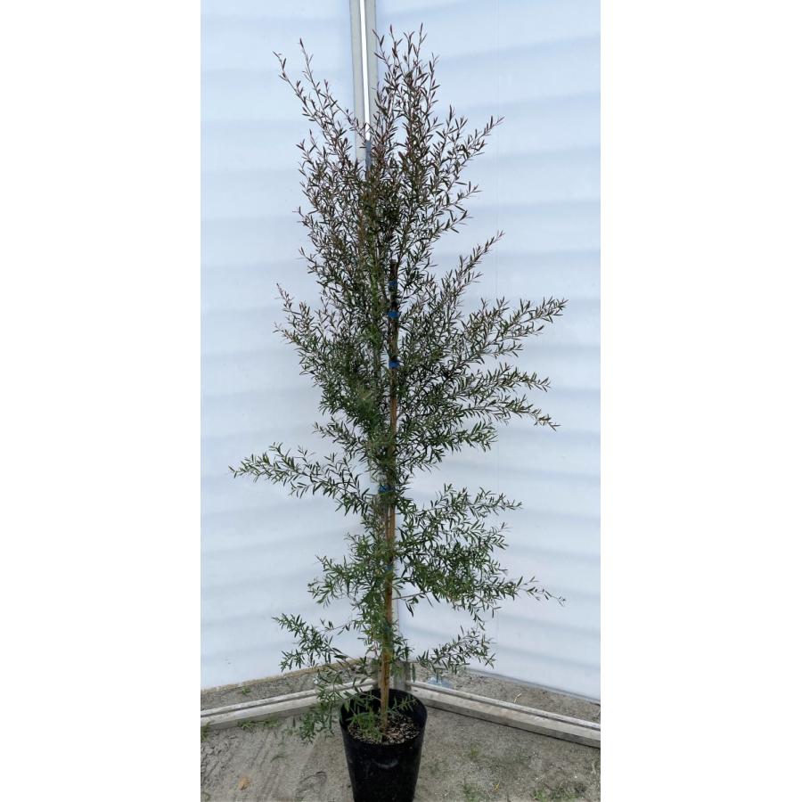 ブラックティーツリー　ボルケーノ　約1.6ｍ　現品発送　１本株　特大植木苗木　常緑樹　レプトスペルマム　メディカルツリー　送料無料(11687円)