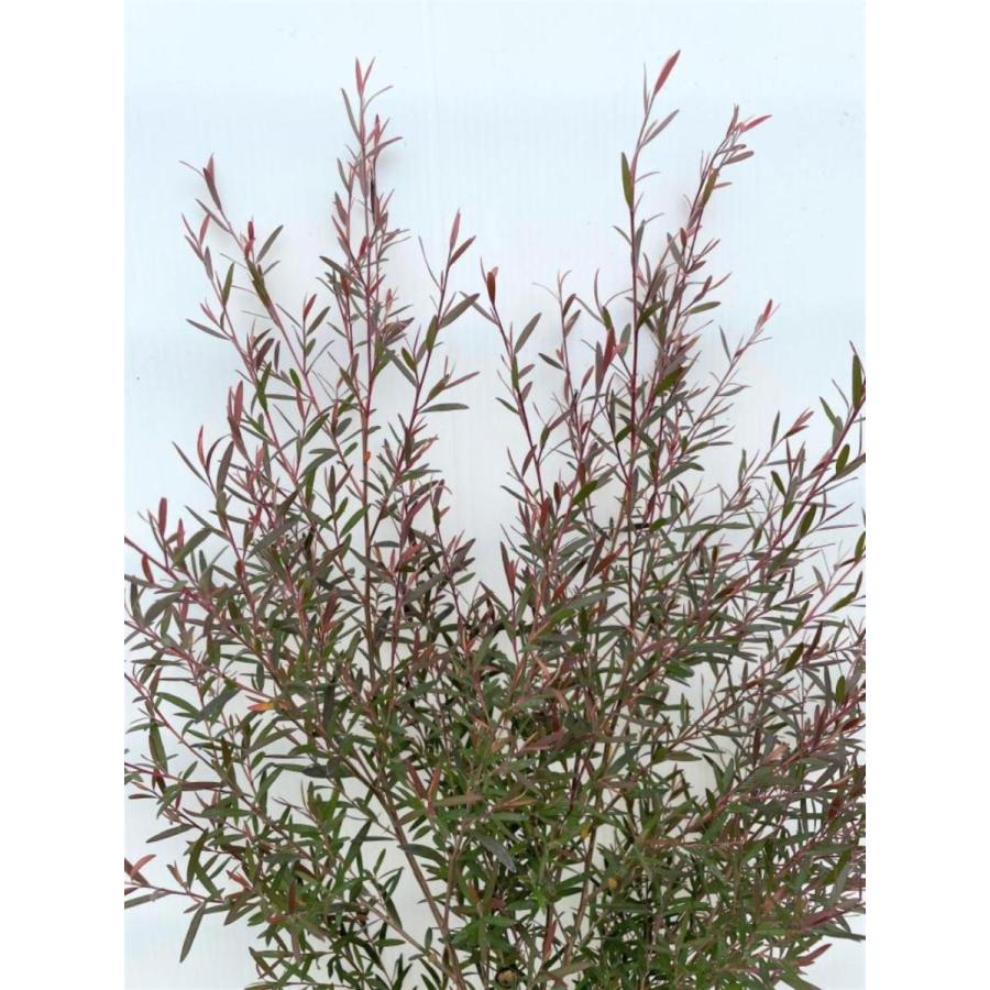 ブラックティーツリー　ボルケーノ　約1.6ｍ　現品発送　１本株　特大植木苗木　常緑樹　レプトスペルマム　メディカルツリー　送料無料 