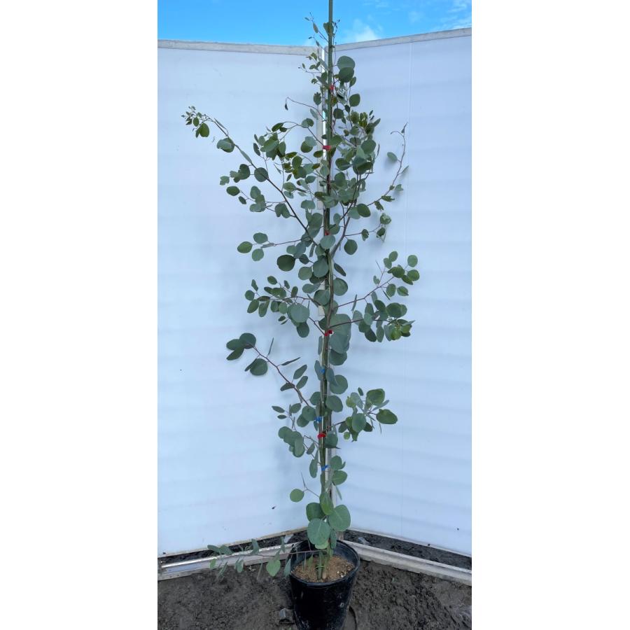 ポポラス　丸葉ユーカリ　約２ｍ　現品発送　特大株　植木苗木　丸葉のユーカリの木　鉢植え観葉植物に　常緑樹　送料無料