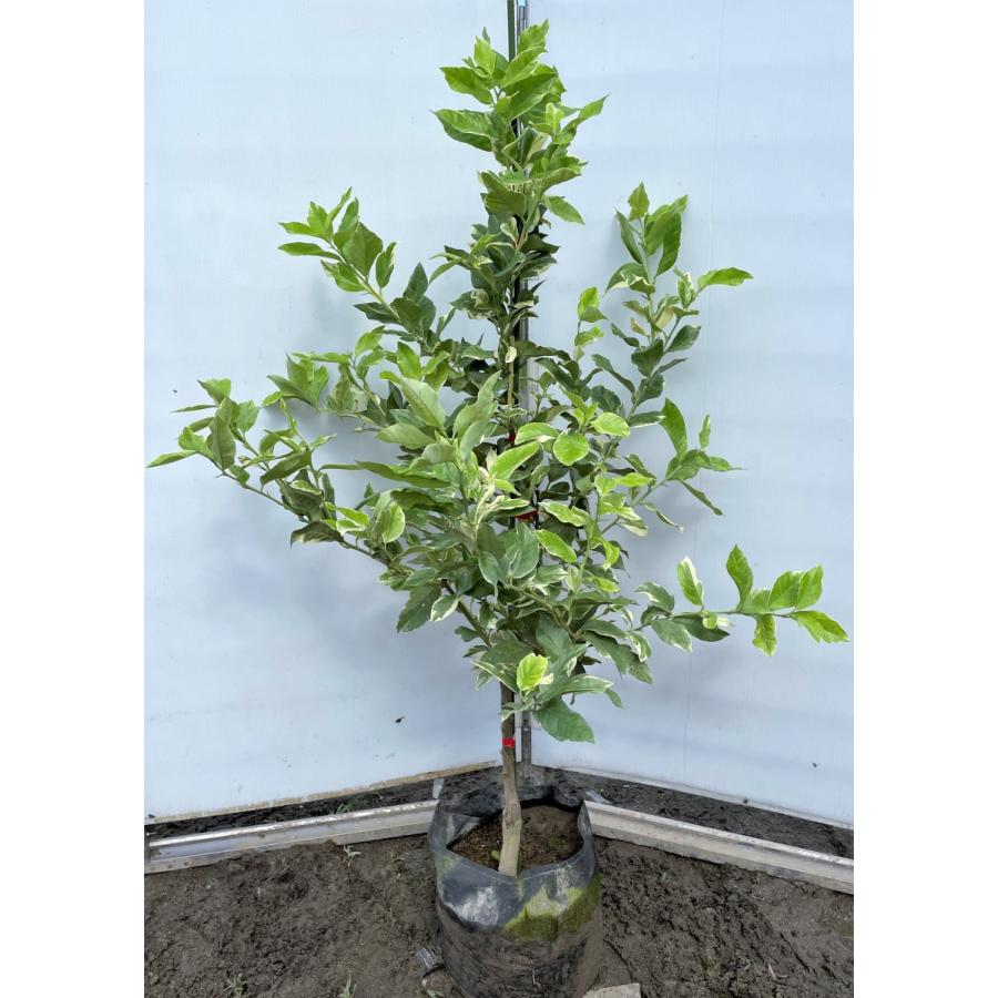 レモンの木　ピンクレモネード　約1.3ｍ　現品発送　植木苗木　班入り檸檬の木　ピンクレモン　送料無料(10590円)