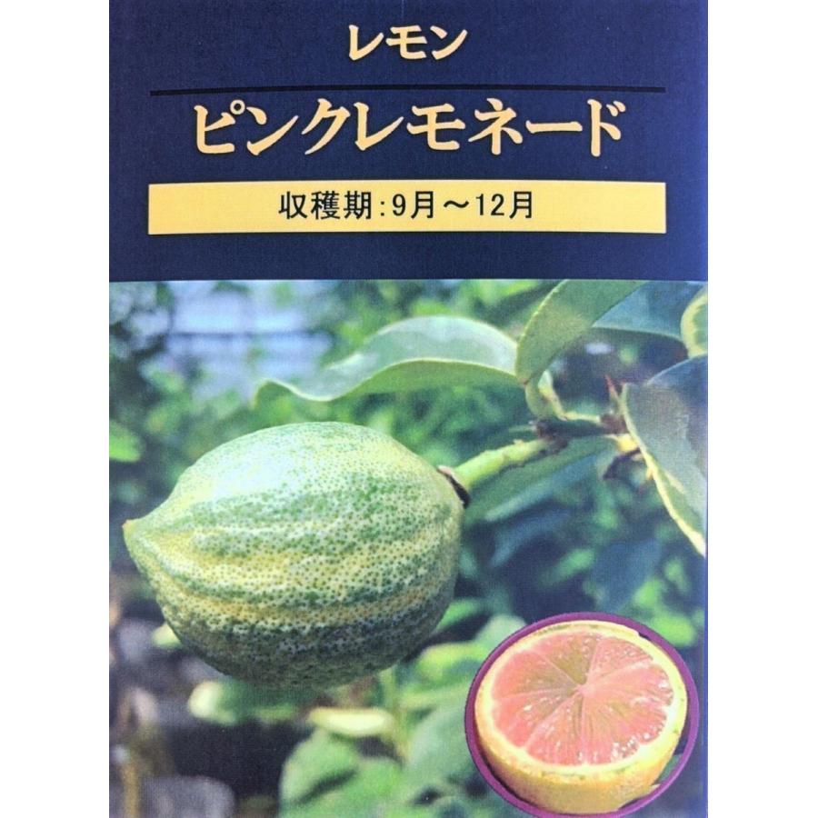 レモンの木　ピンクレモネード　約1.3ｍ　現品発送　植木苗木　班入り檸檬の木　ピンクレモン　送料無料 