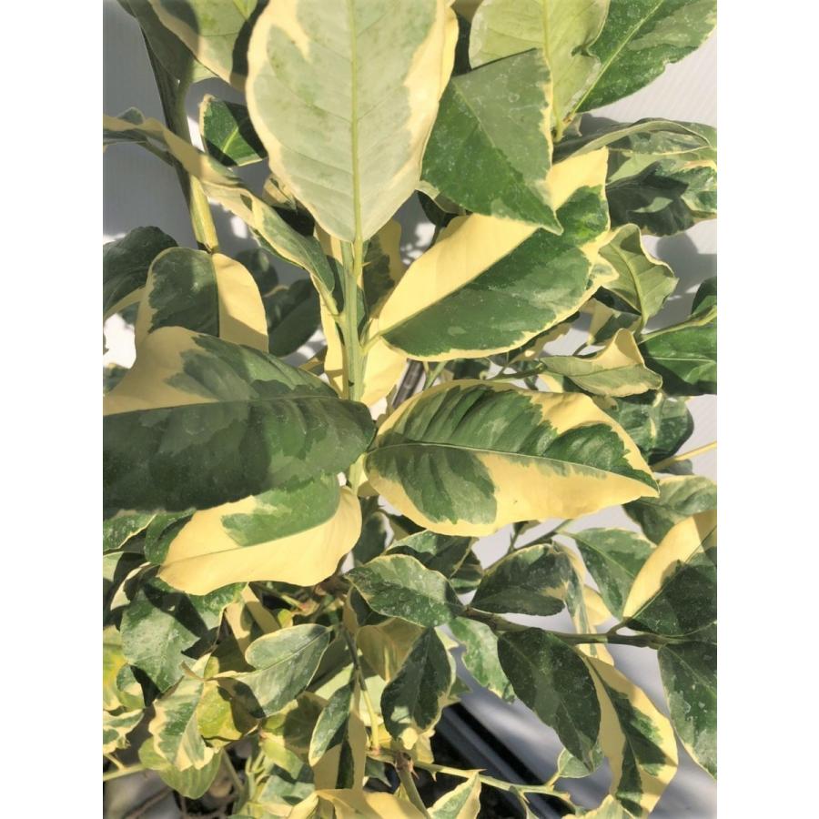 レモンの木　ピンクレモネード　約1.3ｍ　現品発送　植木苗木　班入り檸檬の木　ピンクレモン　送料無料 