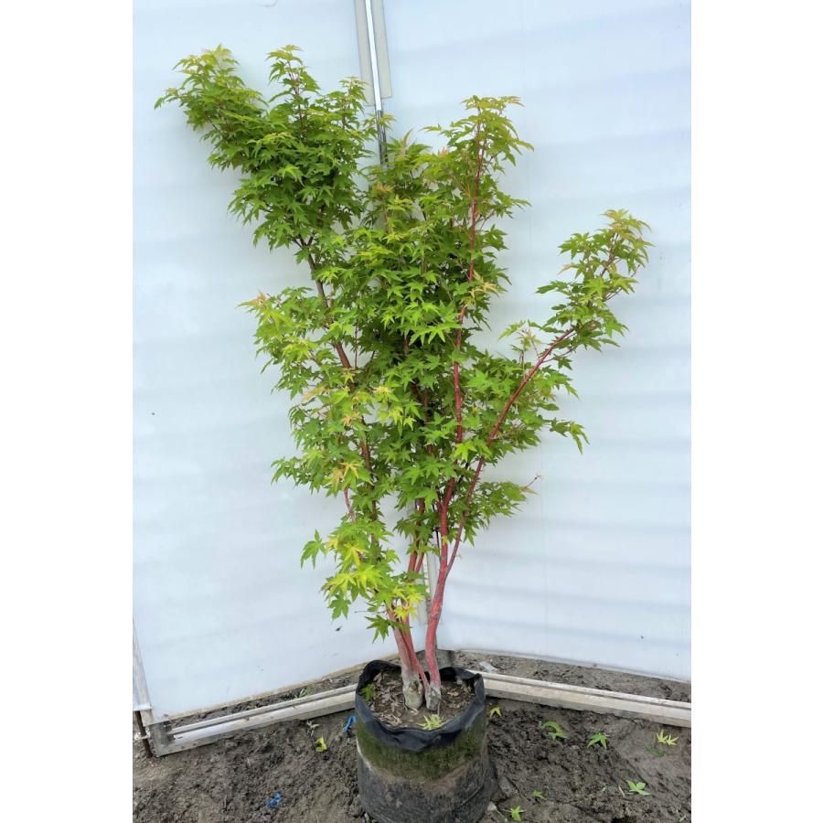 サンゴモミジ 株立ち 約1.5m 現品発送 特大株 植木苗木 珊瑚モミジ