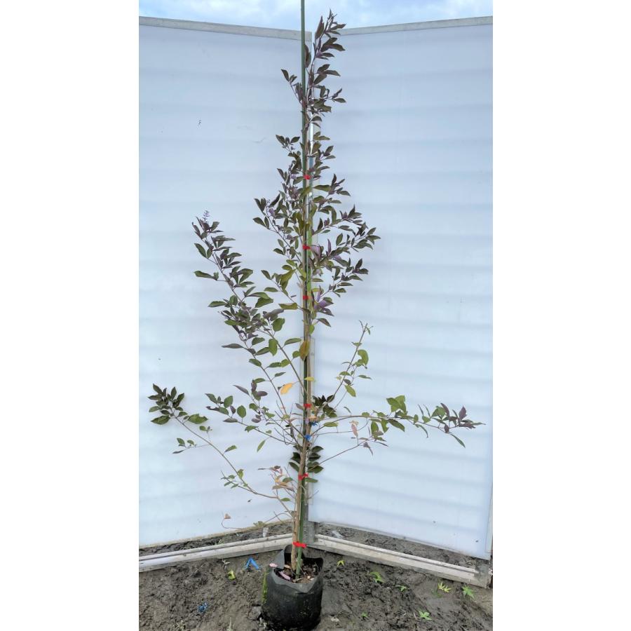 西洋ニンジンボク　プルプレア　カンナ　約２ｍ　現品発送　特大株　大苗植木苗木　ミツバハマゴウ　パープレア　落葉樹　送料無料