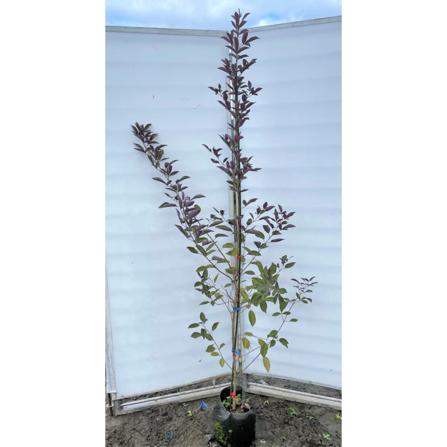 西洋ニンジンボク　プルプレア　カンナ　約1.9ｍ　現品発送　特大株　大苗植木苗木　ミツバハマゴウ　パープレア　落葉樹　送料無料