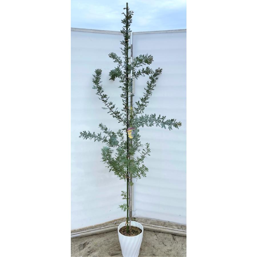 花芽付き ミモザアカシア プルプレア 鉢植え パープレア 大苗 つきで 花芽付き ミモザアカシア プルプレア 鉢植え パープレア 大苗 つきで