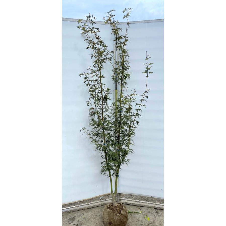 青竜モミジ　約２m　現品発送　株立ち風　特大株　植木苗木　希少品種　セイリュウモミジ　青龍紅葉　落葉樹　送料無料