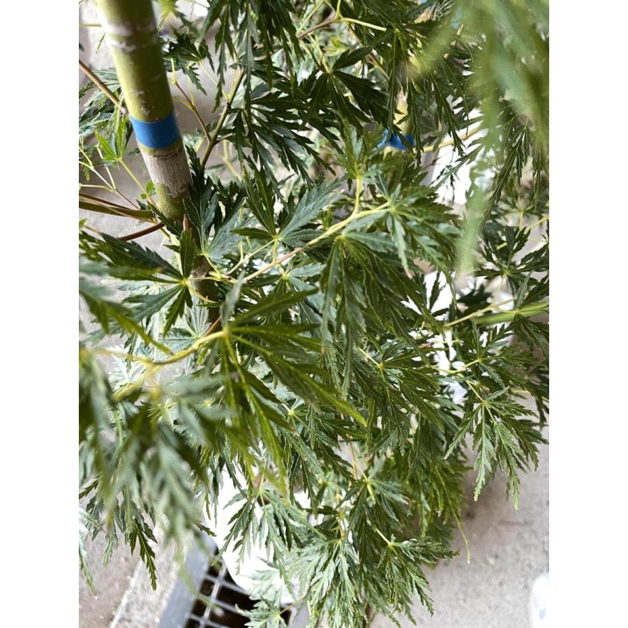 青竜モミジ　約２m　現品発送　株立ち風　特大株　植木苗木　希少品種　セイリュウモミジ　青龍紅葉　落葉樹　送料無料 