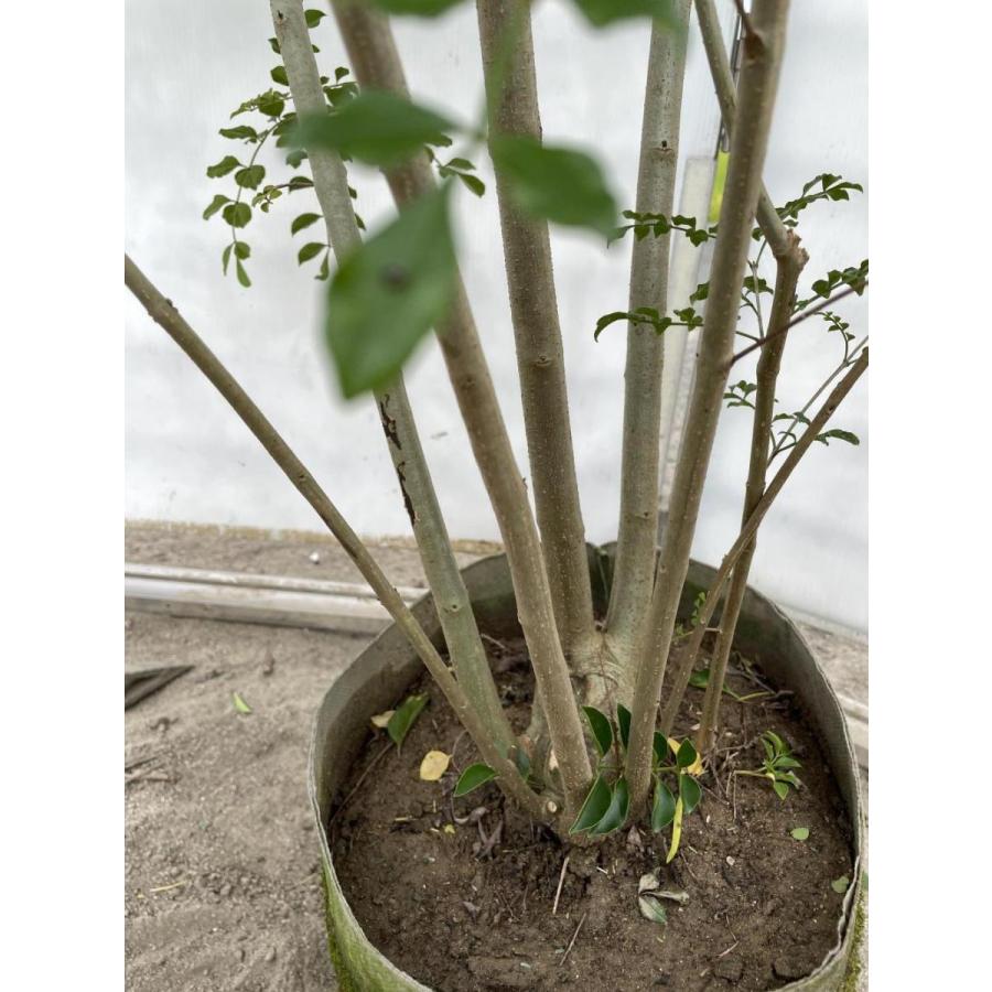 シマトネリコ　５本株立ち　約２m　現品発送　美樹形株　特大株　植木苗木　シンボルツリー　常緑樹　送料無料 