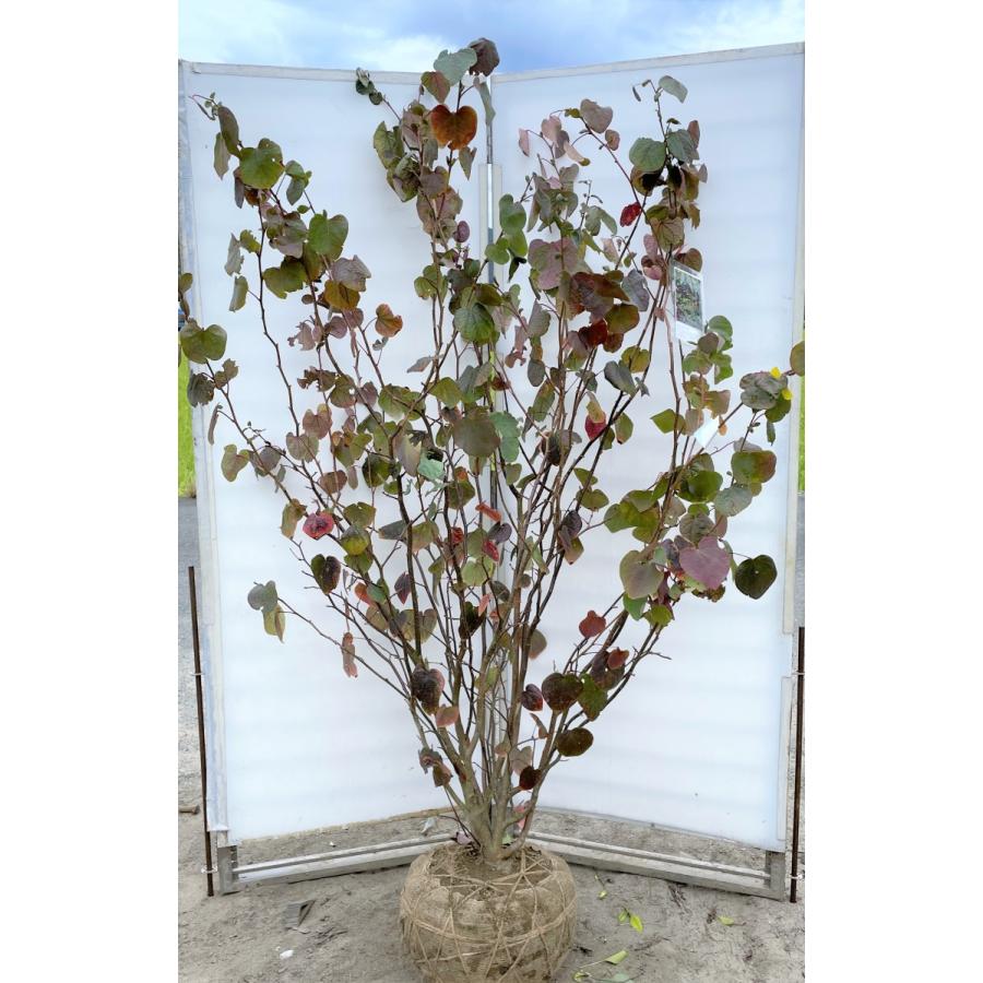 マルバノキ　株立ち　２ｍ　現品発送　豪華株　一点物　マルバの木　特大植木苗木　落葉樹　シンボルツリー　送料無料