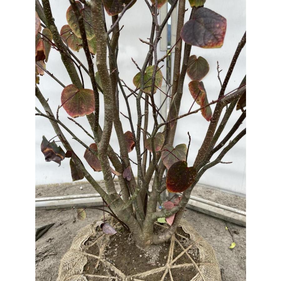 マルバノキ　株立ち　２ｍ　現品発送　豪華株　一点物　マルバの木　特大植木苗木　落葉樹　シンボルツリー　送料無料 