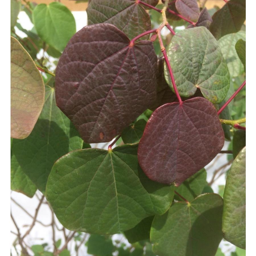 マルバノキ　株立ち　２ｍ　現品発送　豪華株　一点物　マルバの木　特大植木苗木　落葉樹　シンボルツリー　送料無料 