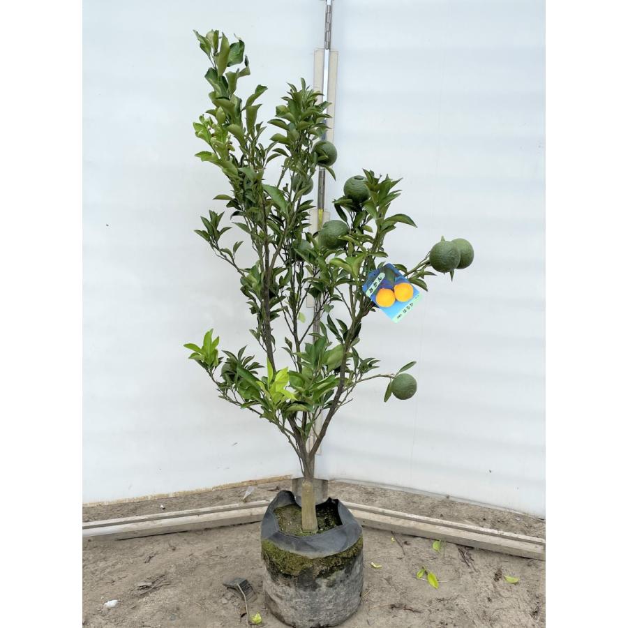 みかんの木　はるか　約1.3ｍ　現品発送　特大株　植木苗木　蜜柑の木　果樹　ミカンの苗木　送料無料(10270円)