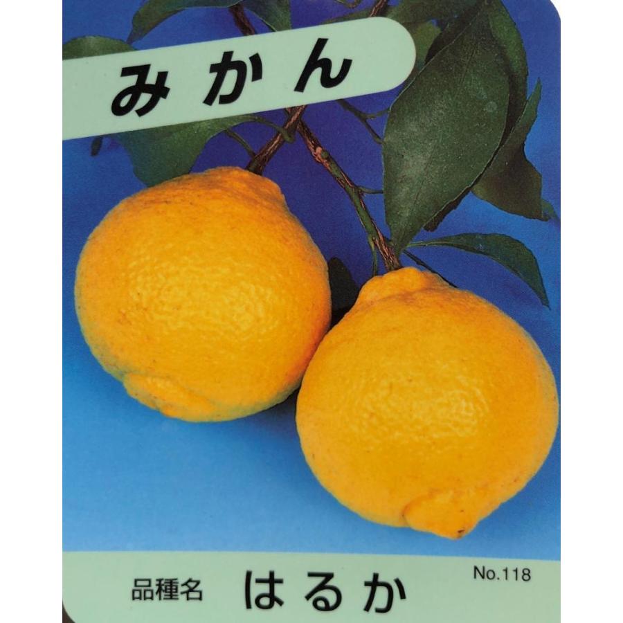 みかんの木　はるか　約1.3ｍ　現品発送　特大株　植木苗木　蜜柑の木　果樹　ミカンの苗木　送料無料 