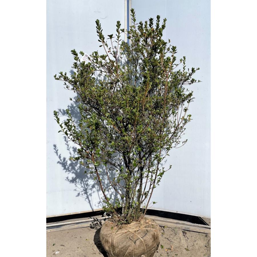 上品で優しい枝 美しい株立 山採 ハイノキ 株立 425 樹高2.2m位 高級樹