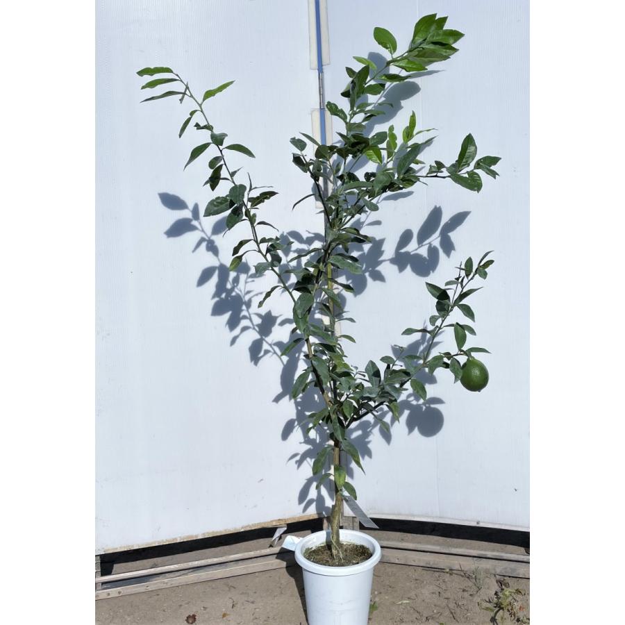 鉢植えレモンの木 マイヤーレモン 約1 6ｍ 現品発送 一点物 豪華株 特大株 植木苗木 檸檬の木 果樹 送料無料 mayers1614 大福樹苗園 通販 Yahoo ショッピング