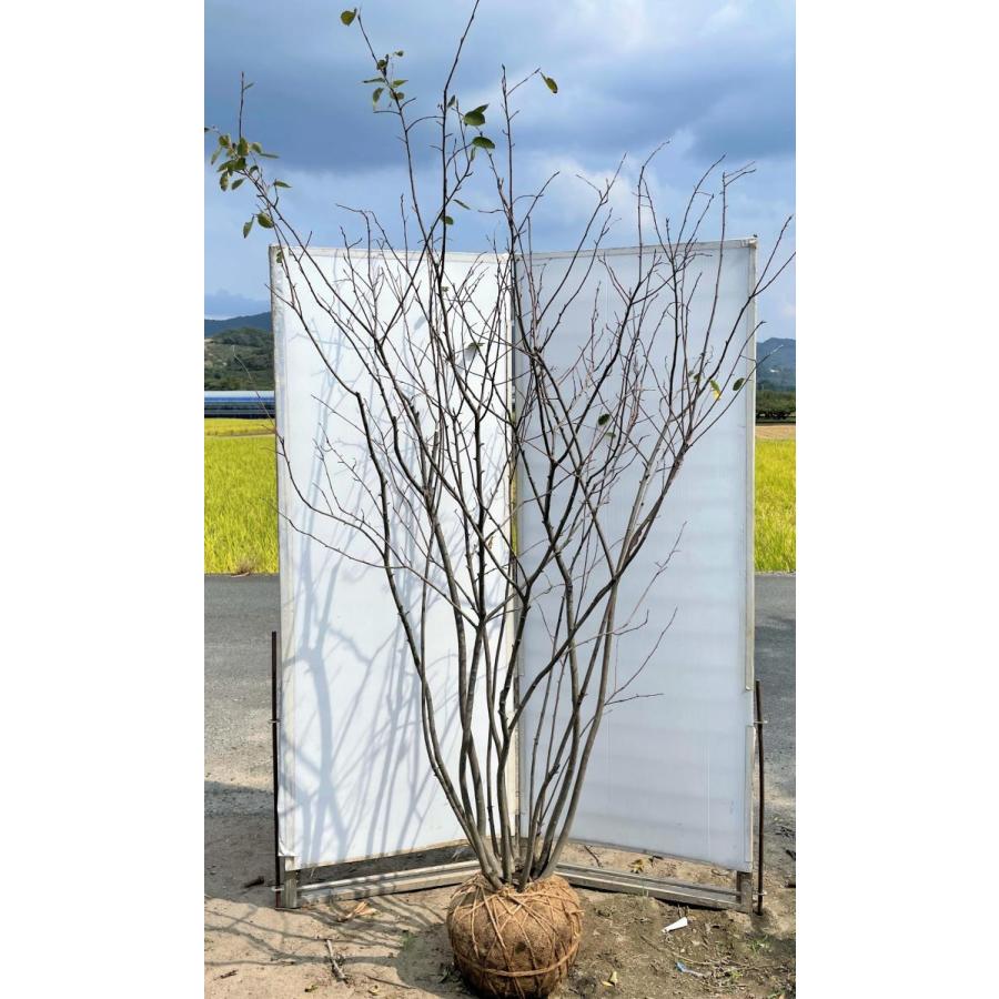 ジューンベリー　８本株立ち　約2.2ｍ　一点物　豪華株　現品発送　特大植木苗木　ブルーベリーの様な果実　送料無料