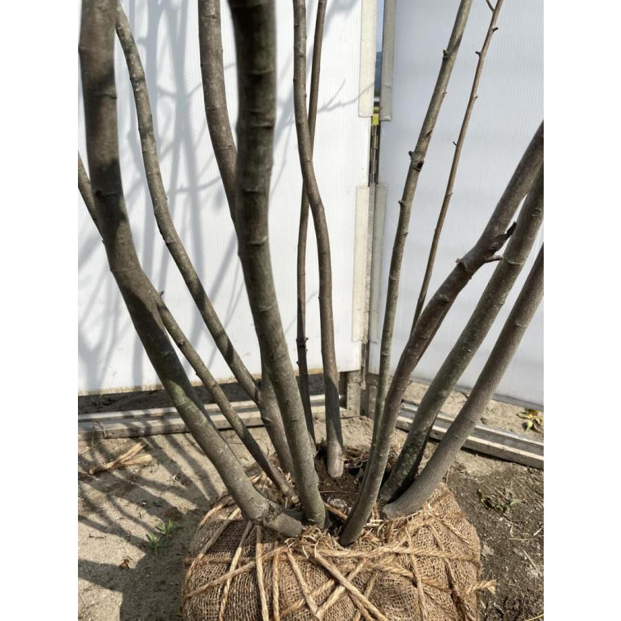 ジューンベリー　８本株立ち　約2.2ｍ　一点物　豪華株　現品発送　特大植木苗木　ブルーベリーの様な果実　送料無料 