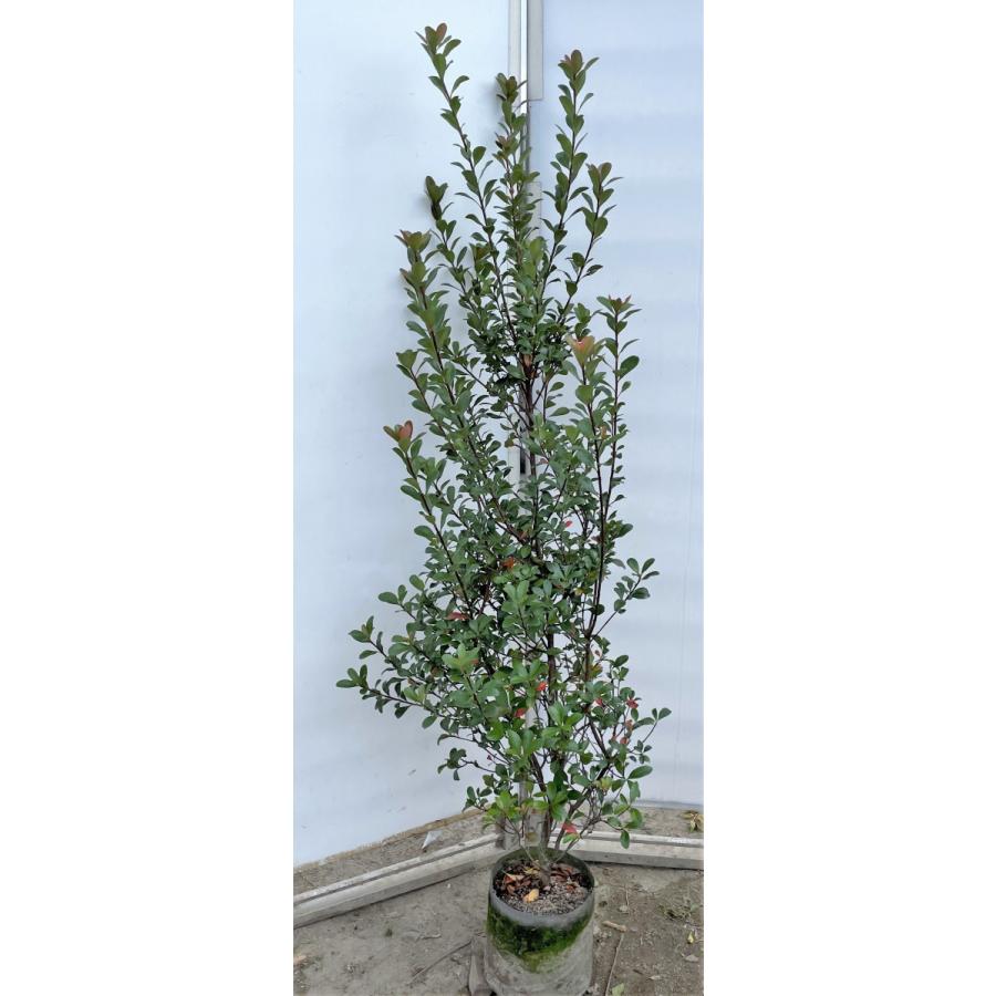 姫シャリンバイ 約1.5m 現品発送 植木苗木大株大苗 シンボルツリー