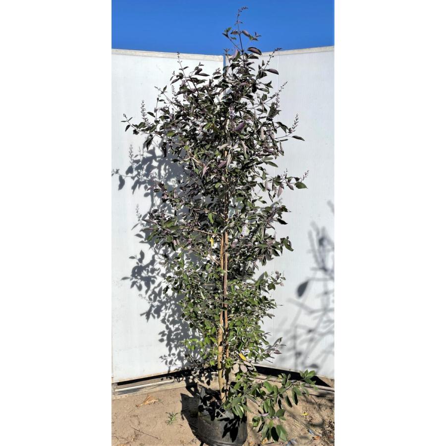 西洋ニンジンボク　プルプレア　カンナ　約２ｍ　現品発送　特大株　大苗植木苗木　ミツバハマゴウ　パープレア　落葉樹　送料無料