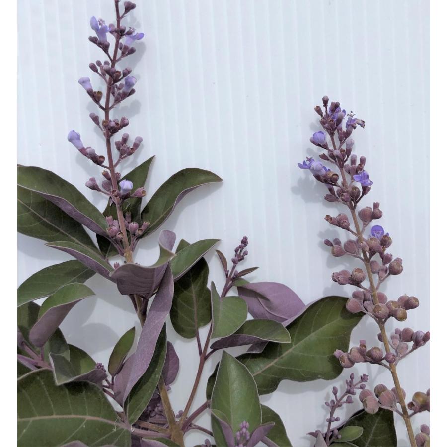 西洋ニンジンボク　プルプレア　カンナ　約２ｍ　現品発送　特大株　大苗植木苗木　ミツバハマゴウ　パープレア　落葉樹　送料無料 