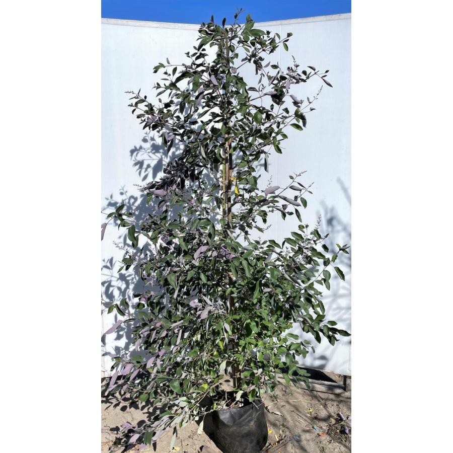 西洋ニンジンボク　プルプレア　カンナ　約1.9ｍ　現品発送　特大株　大苗植木苗木　ミツバハマゴウ　パープレア　落葉樹　送料無料