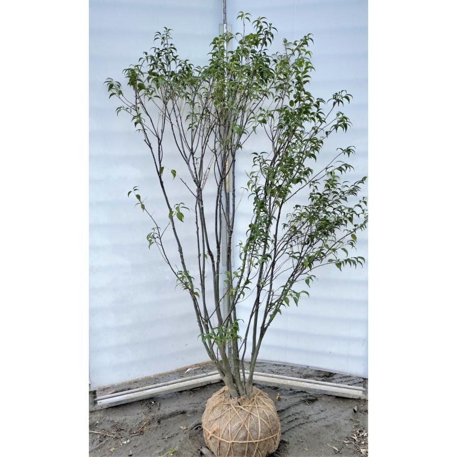 ハイノキ 6本株立ち 約1.7m 現品発送 特大株植木苗木