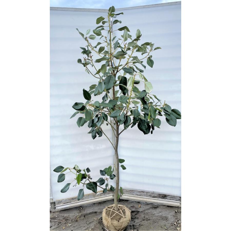 サザンカ 白花 アサクラ さざんか 苗 生垣 苗木 目隠し 樹高0 3m前後 植木 10 5cmポット