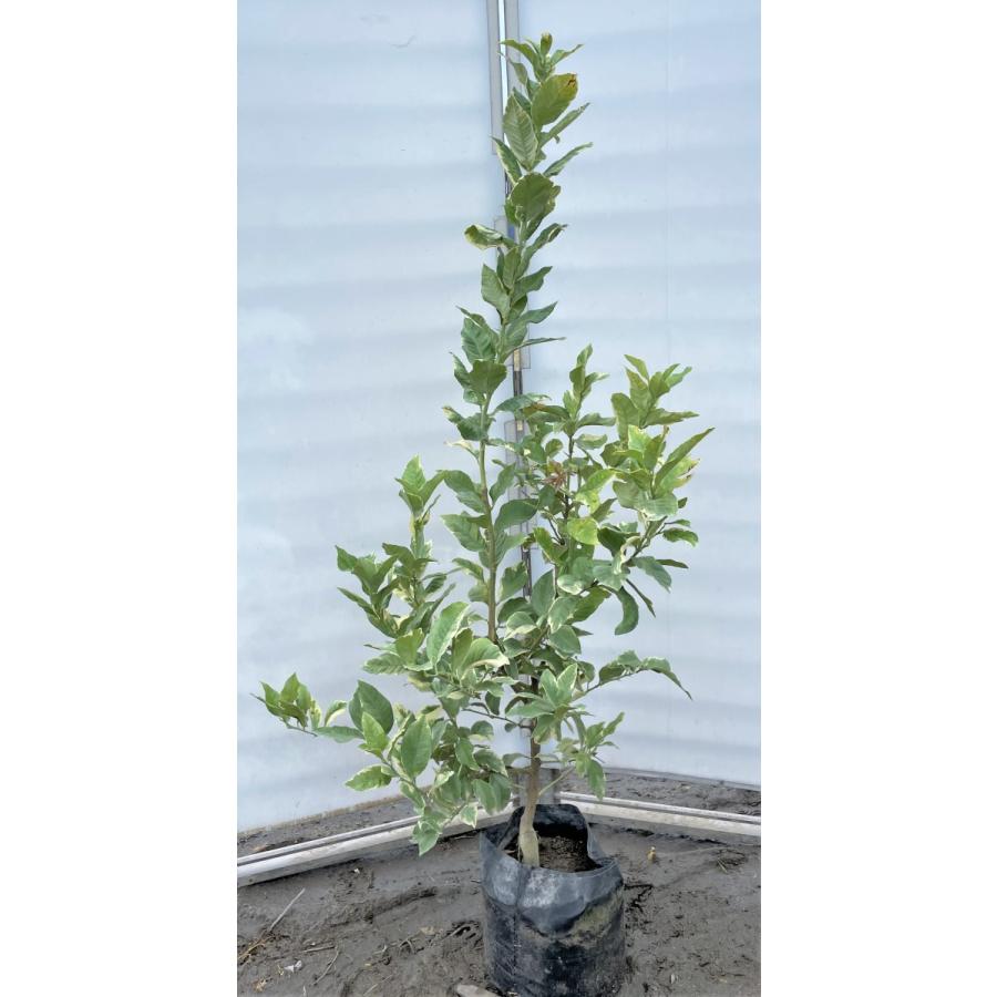 レモンの木　ピンクレモネード　約1.5ｍ　現品発送　植木苗木　班入り檸檬の木　ピンクレモン　送料無料