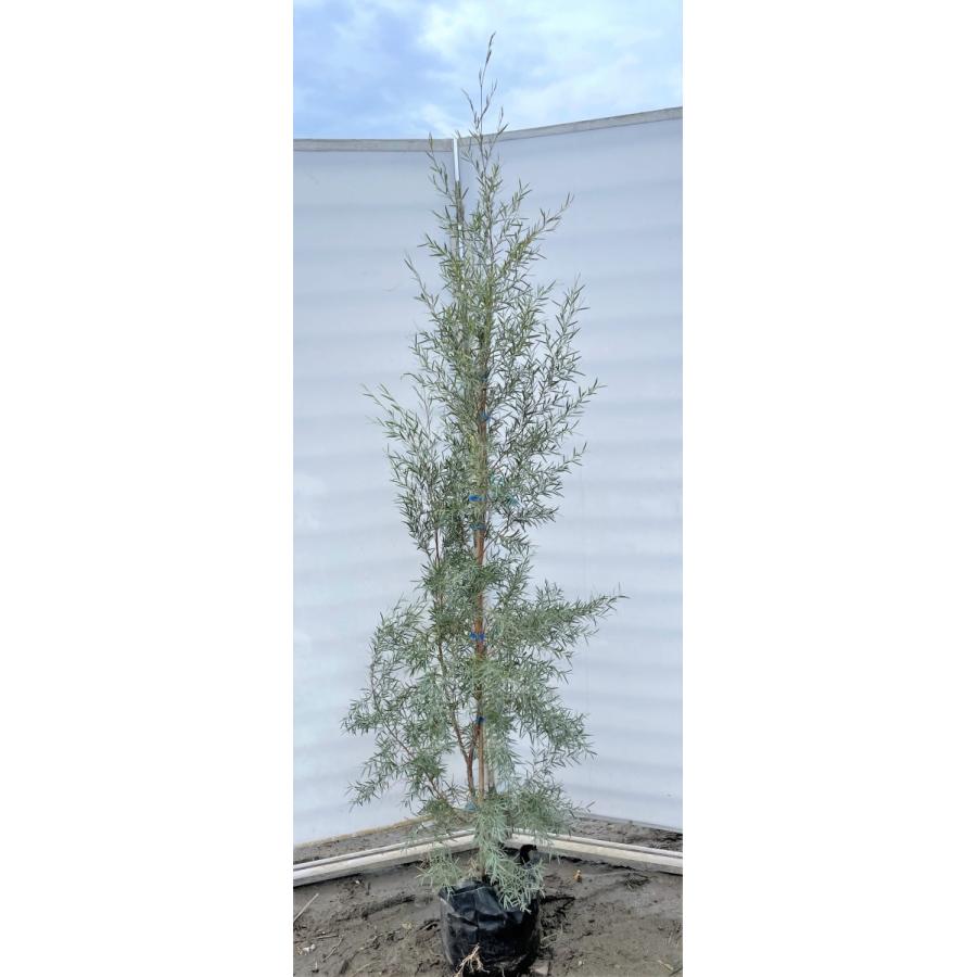 メラレウカ　シルバーティーツリー　約２ｍ　１本株　特大植木苗木　常緑樹　お買い得なおまかせ株　メディカルツリー　送料無料