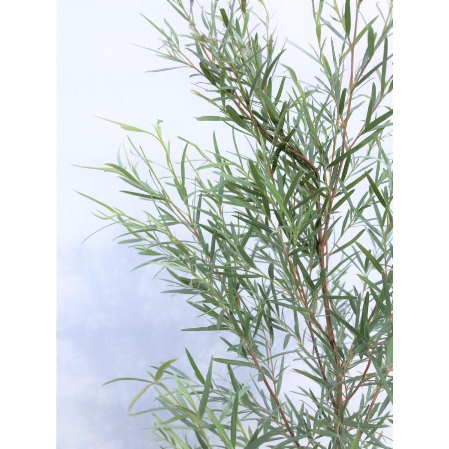 メラレウカ　シルバーティーツリー　約２ｍ　１本株　特大植木苗木　常緑樹　お買い得なおまかせ株　メディカルツリー　送料無料 