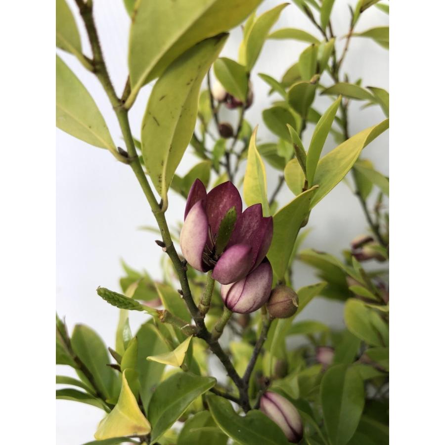 【ガチ盆栽】オガタマの木　バナナ匂い　激古 オガタマの木 （ カラタネオガタマ ） 15cmポット苗 （別名