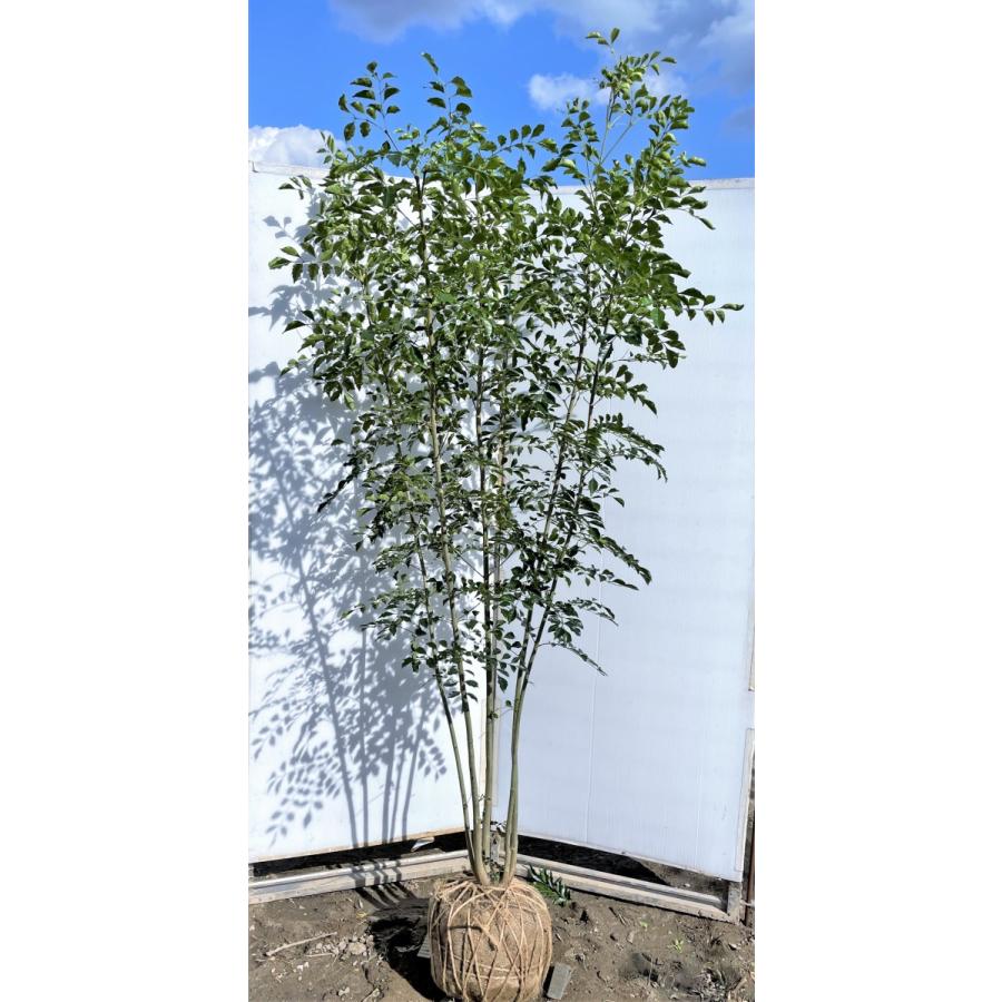 アオダモ 7本株立ち 約1.2m 現品発送 植木 特大苗木 大苗 マルバ