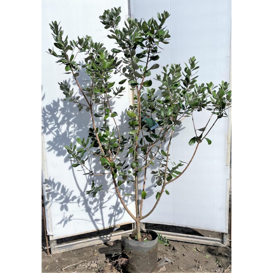 優良。フェイジョア株立ち1.7M(鉢底から)品番A 優良。フェイジョア株立ち1.7M(鉢底から)品番A