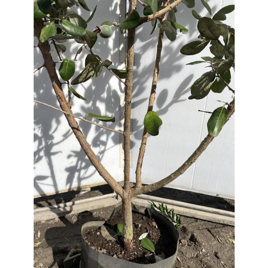 優良。フェイジョア株立ち1.7M(鉢底から)品番A 優良。フェイジョア株立ち1.7M(鉢底から)品番A