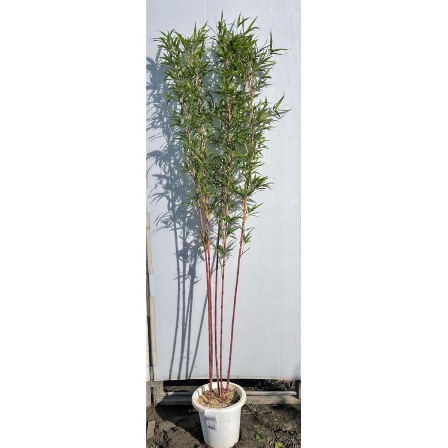 紅寒竹 5本株立ち 約1.6m 現品発送 植木苗木大苗 紅竹 朱竹