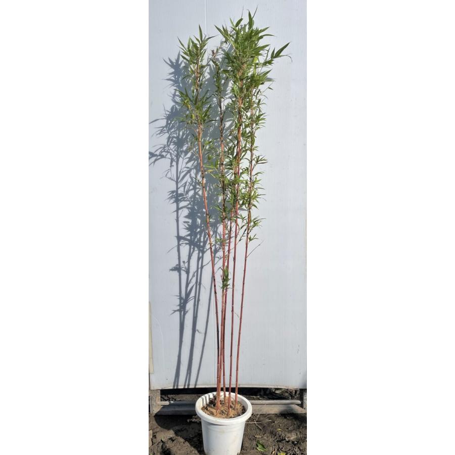 紅寒竹 5本株立ち 約1.6m 現品発送 植木苗木大苗 紅竹 朱竹